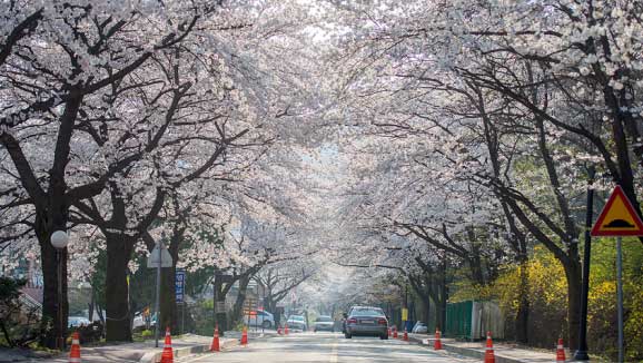[春]鸡龙山樱花节