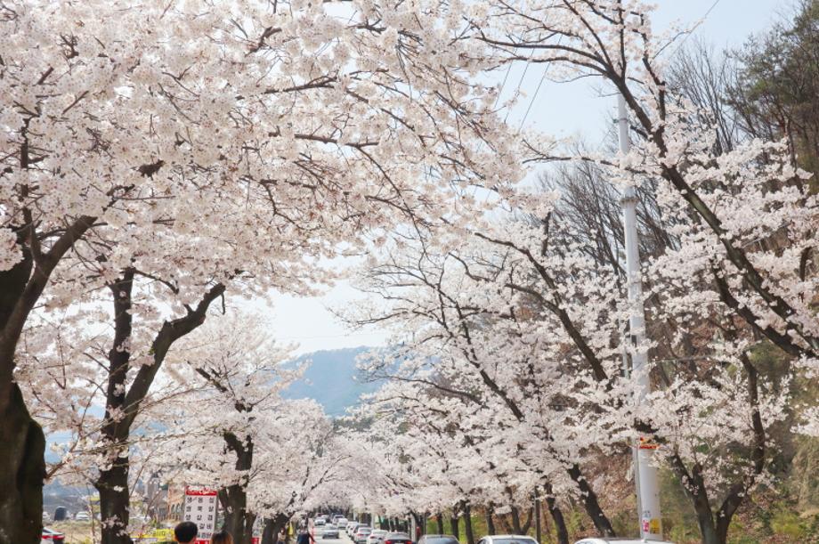 계룡산 벚꽃축제